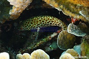Epinephelus merra-Liwutonkidi Island-3m-20180604-Denis-ADER-DSC_3899_tn